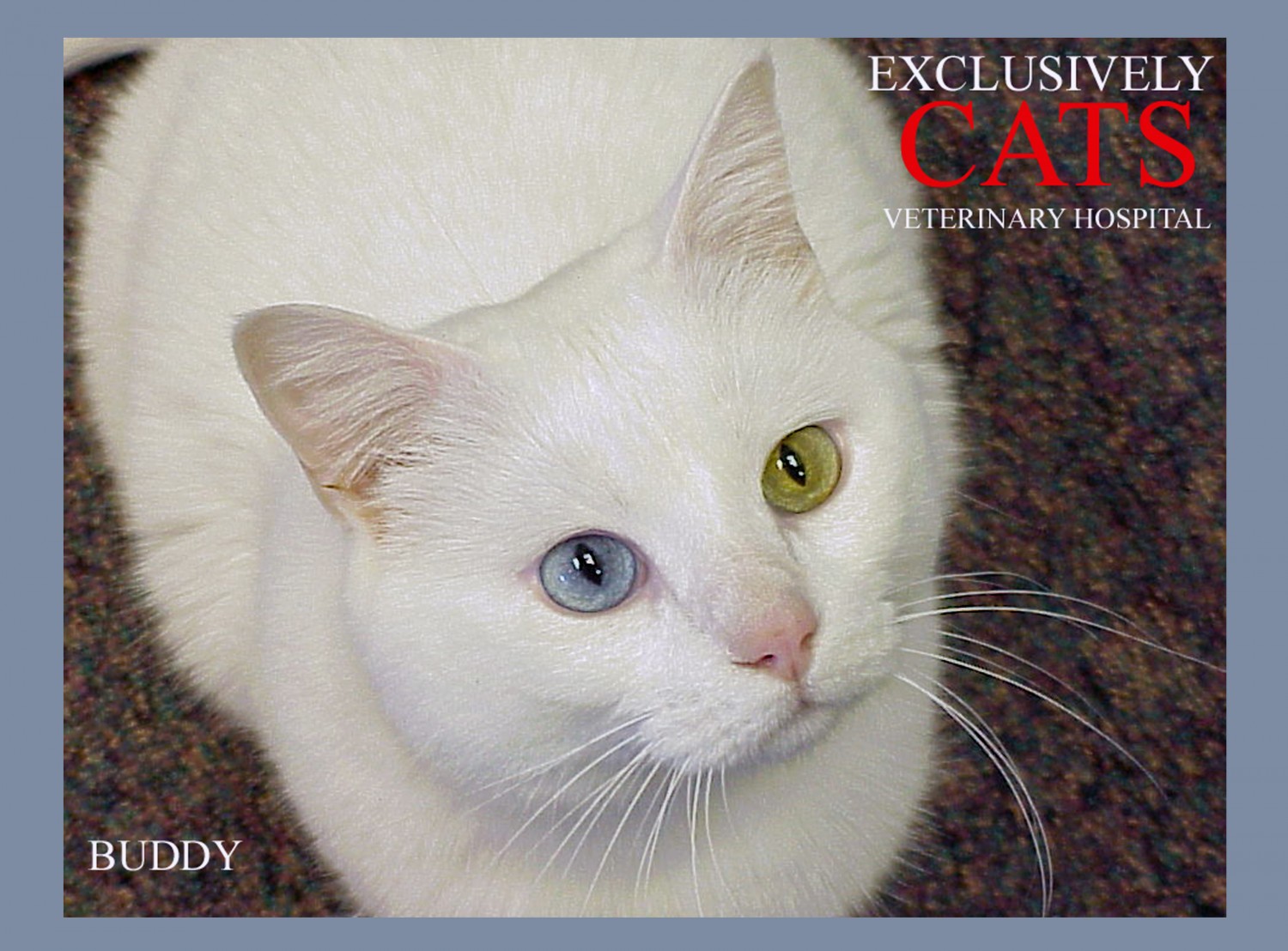 Exclusively Cats Calendar Submissions Exclusively Cats Veterinary