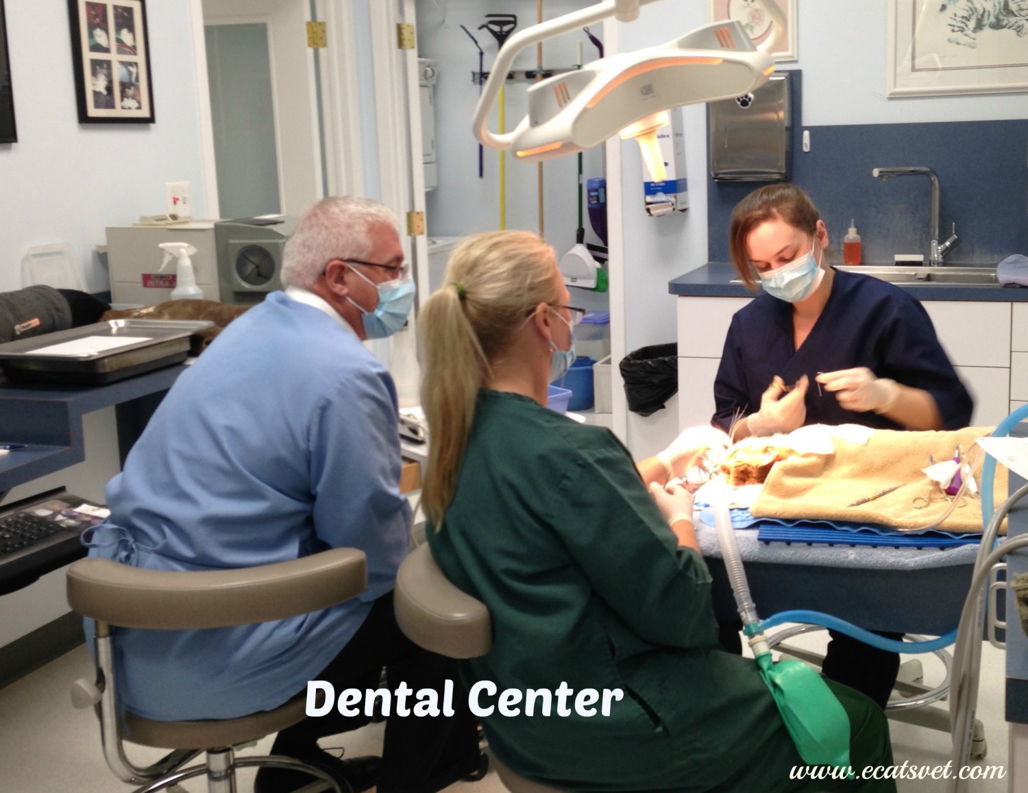 Exclusively Cats Veterinary Hospital - Waterford, MI - Our dental care center Exclusively Cats Veterinary Hospital - Waterford, MI - Our dental care center